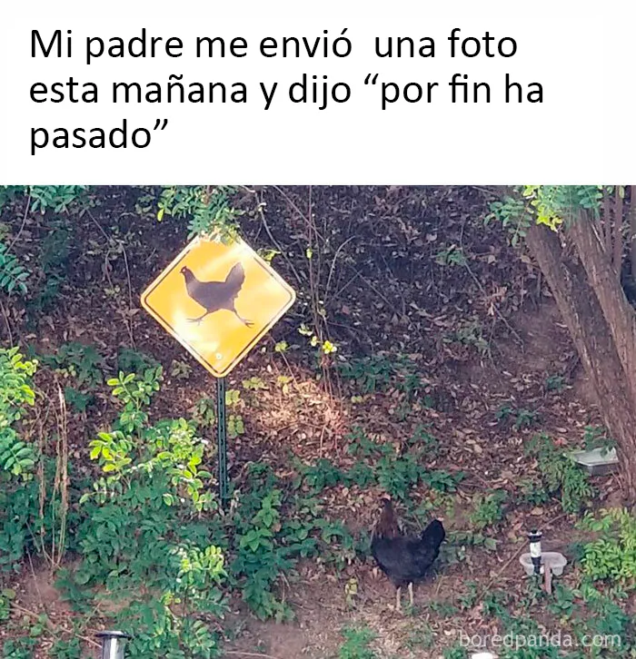 25 De los mejores memes de pájaros publicados en Internet
