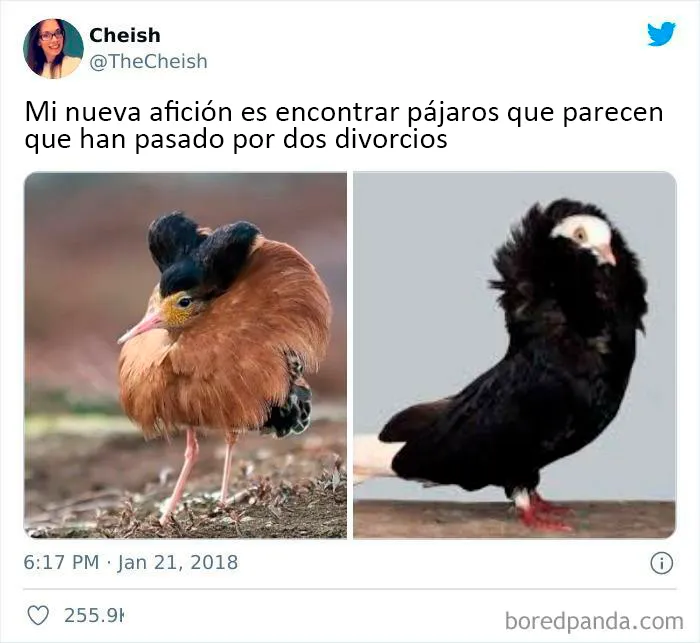25 De los mejores memes de pájaros publicados en Internet