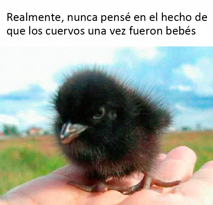 25 De los mejores memes de pájaros publicados en Internet