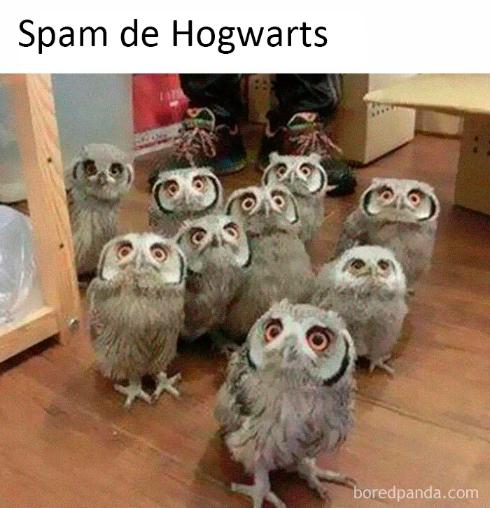 25 De los mejores memes de pájaros publicados en Internet