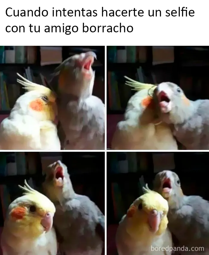 25 De los mejores memes de pájaros publicados en Internet