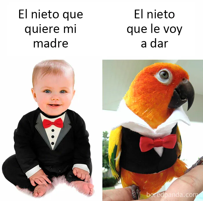 25 De los mejores memes de pájaros publicados en Internet