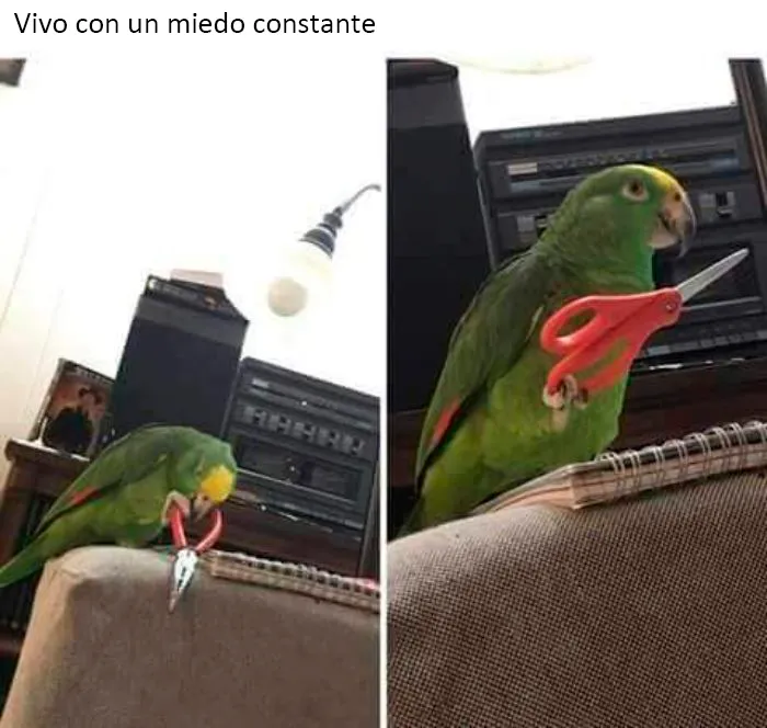 25 De los mejores memes de pájaros publicados en Internet
