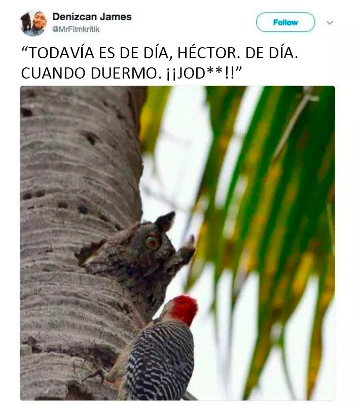 25 De los mejores memes de pájaros publicados en Internet