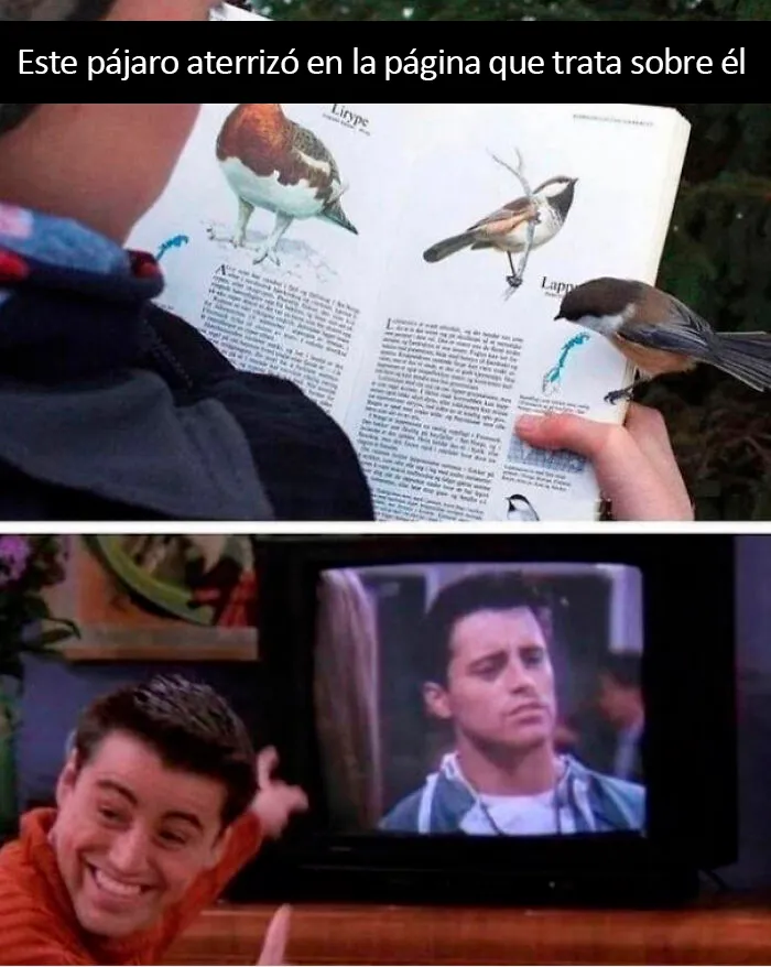 25 De los mejores memes de pájaros publicados en Internet