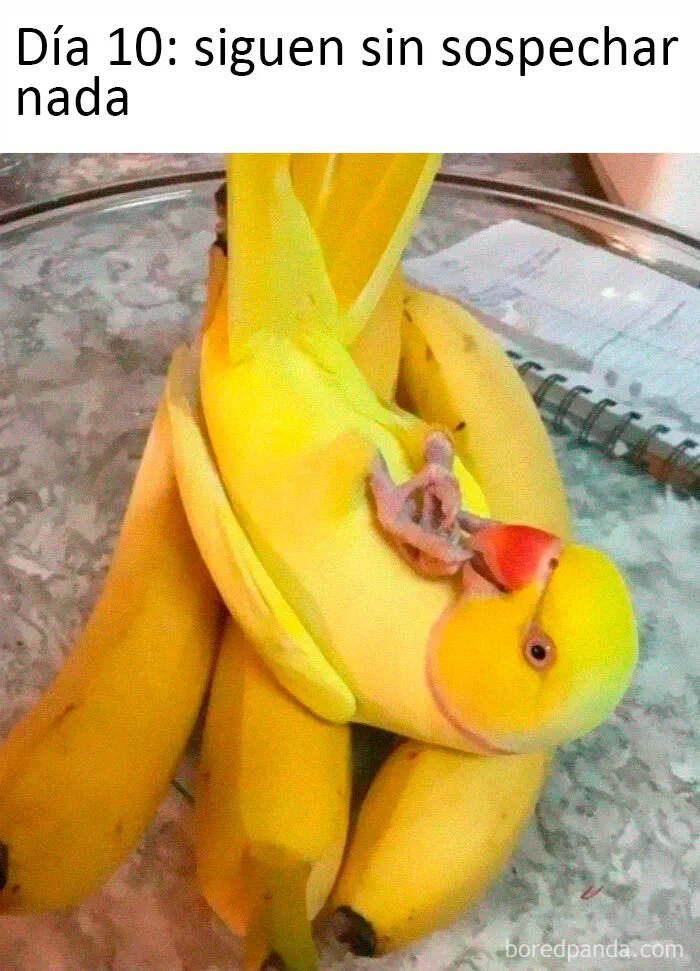 25 De los mejores memes de pájaros publicados en Internet
