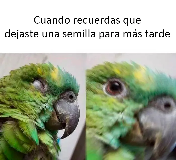 25 De los mejores memes de pájaros publicados en Internet