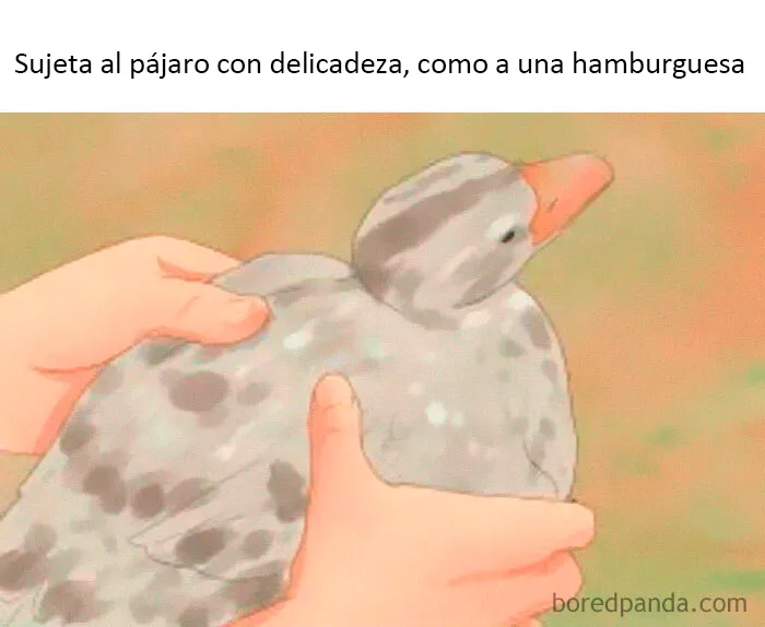 25 De los mejores memes de pájaros publicados en Internet