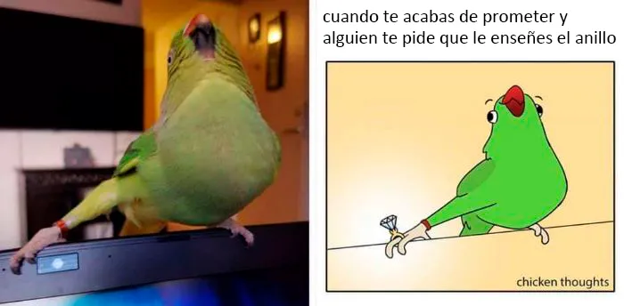 25 De los mejores memes de pájaros publicados en Internet