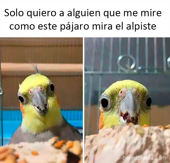 25 De los mejores memes de pájaros publicados en Internet