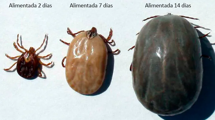 El crecimiento de una garrapata en dos semanas