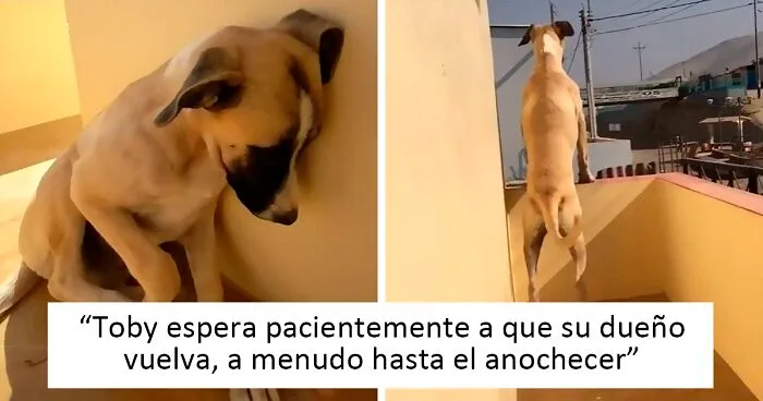 Este perro tiene ansiedad por separación, y espera pacientemente a su dueño todo el día hasta el anochecer