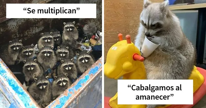 45 Divertidas fotos de mapaches que demuestran que son los animales más bobalicones