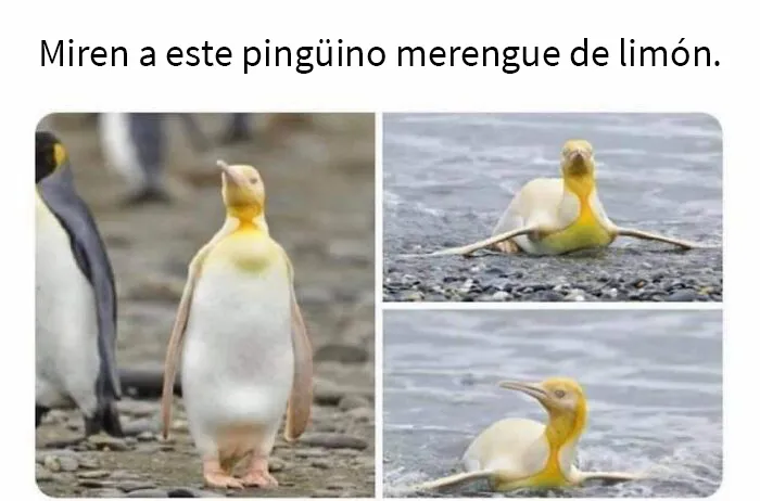 En este grupo solo se comparten fotos que traen felicidad, y es como el paraíso de Internet (40 imágenes)