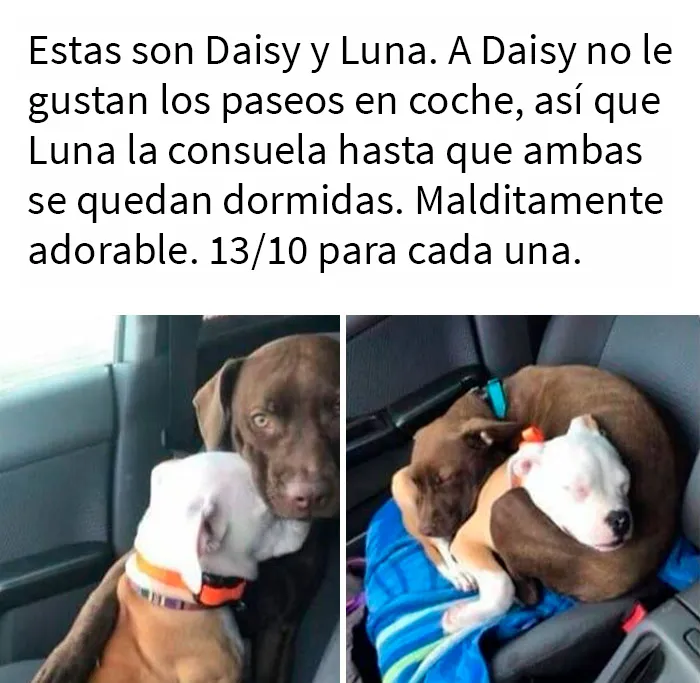 En este grupo solo se comparten fotos que traen felicidad, y es como el paraíso de Internet (40 imágenes)