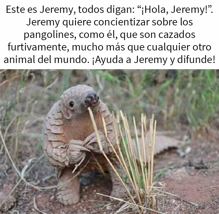 En este grupo solo se comparten fotos que traen felicidad, y es como el paraíso de Internet (40 imágenes)