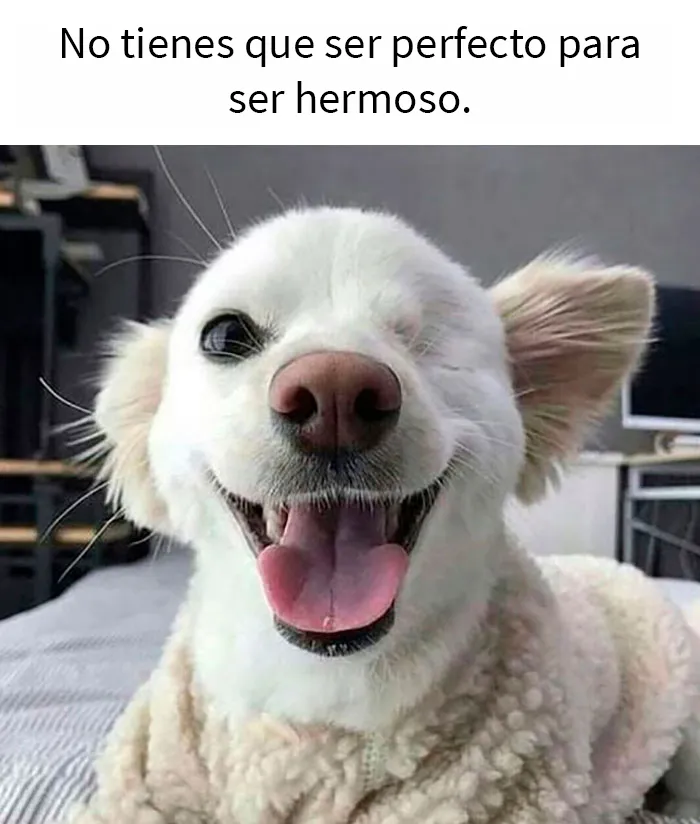 En este grupo solo se comparten fotos que traen felicidad, y es como el paraíso de Internet (40 imágenes)