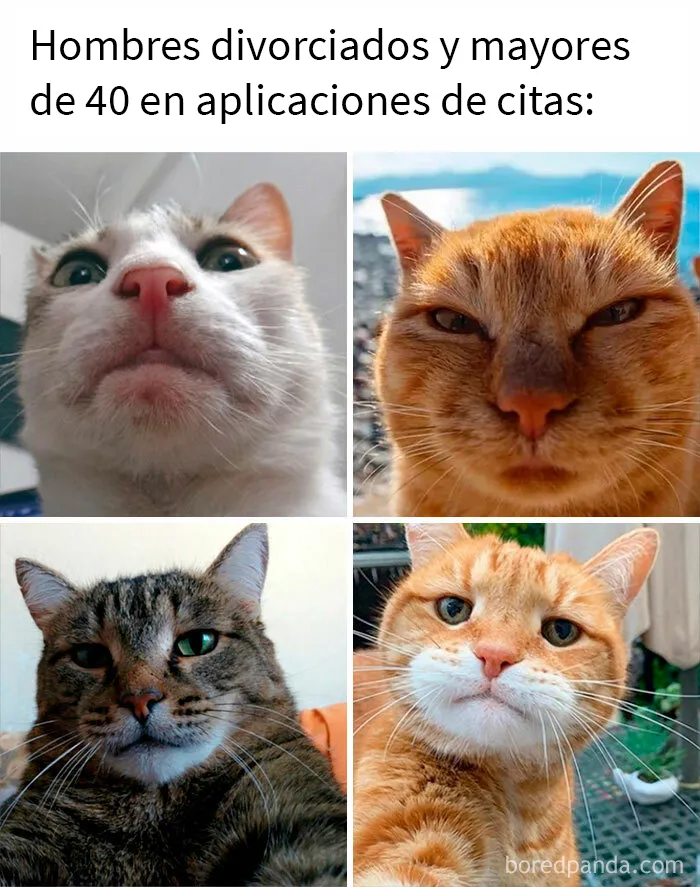 20 De las mejores publicaciones, bromas y memes sobre gatos