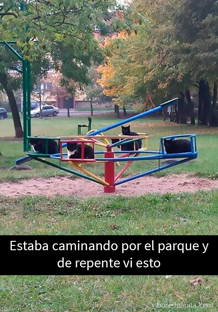 20 De las mejores publicaciones, bromas y memes sobre gatos