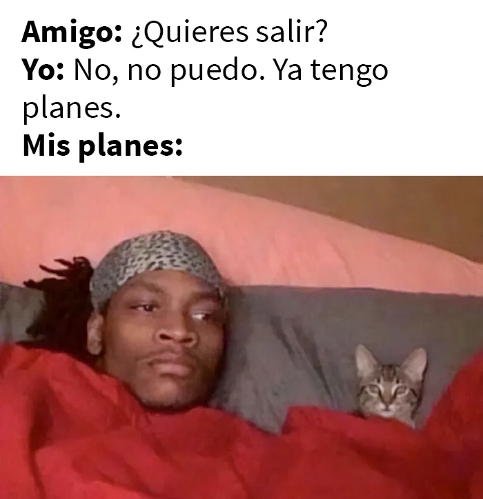 20 De las mejores publicaciones, bromas y memes sobre gatos