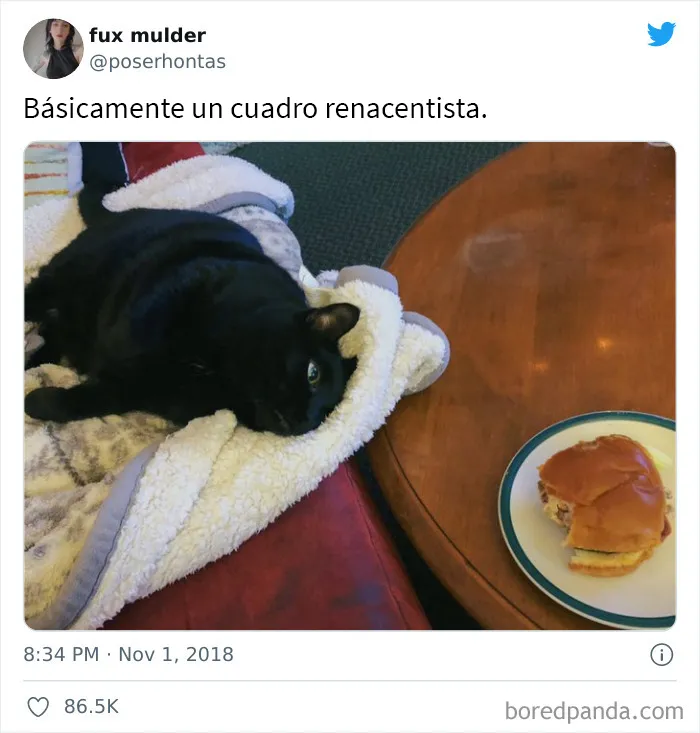20 De las mejores publicaciones, bromas y memes sobre gatos