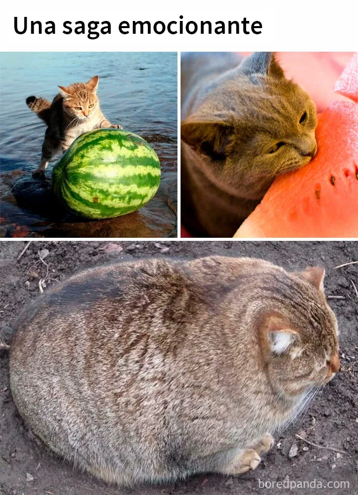 20 De las mejores publicaciones, bromas y memes sobre gatos