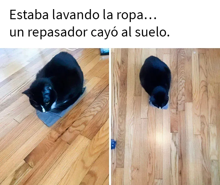 20 De las mejores publicaciones, bromas y memes sobre gatos