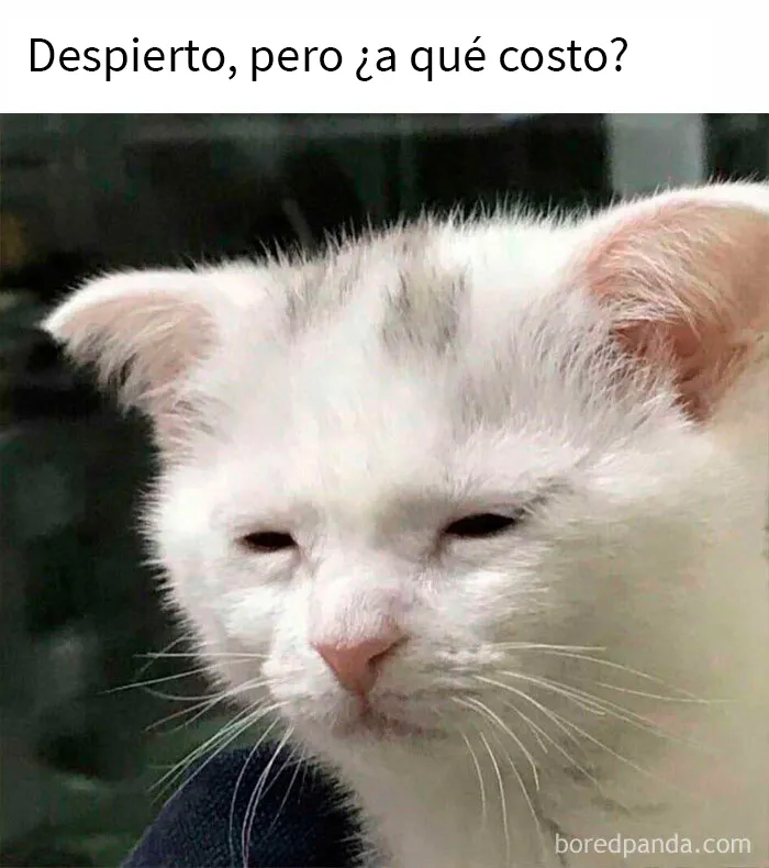 20 De las mejores publicaciones, bromas y memes sobre gatos