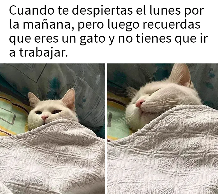 20 De las mejores publicaciones, bromas y memes sobre gatos