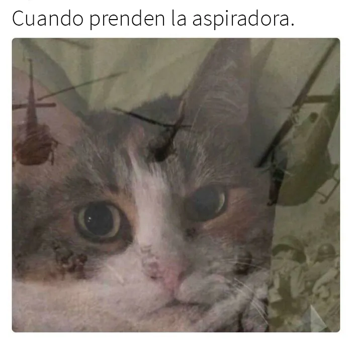 20 De las mejores publicaciones, bromas y memes sobre gatos
