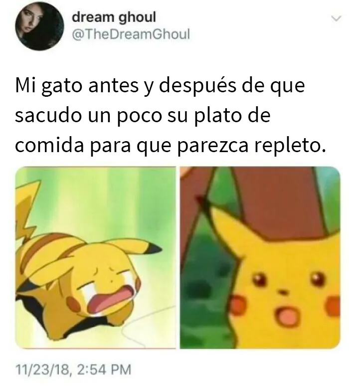 20 De las mejores publicaciones, bromas y memes sobre gatos