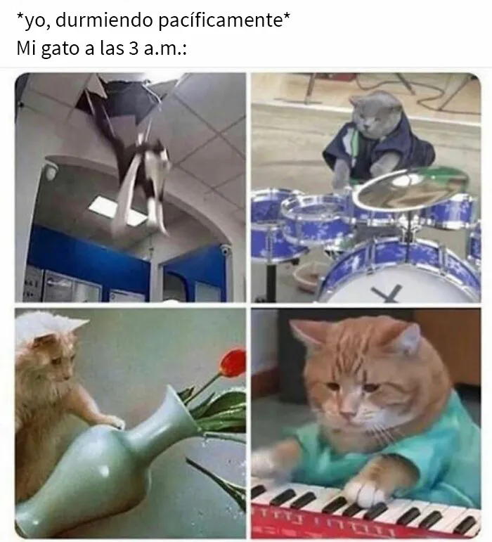 20 De las mejores publicaciones, bromas y memes sobre gatos