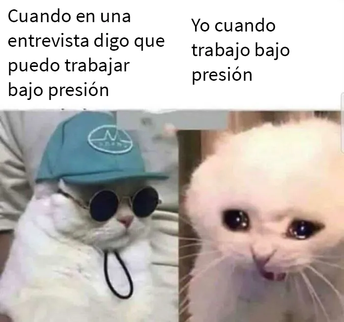 20 De las mejores publicaciones, bromas y memes sobre gatos