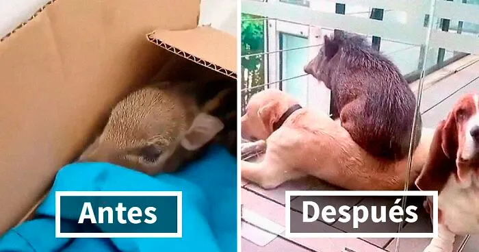Esta mujer adoptó un jabato salvaje tras encontrarlo en una caja en la puerta de su casa