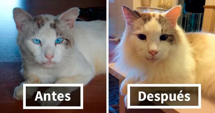Esta comunidad comparte fotos de gatos antes y después de ser adoptados, mostrando lo que pueden cambiar con cariño y cuidados (nuevas fotos)