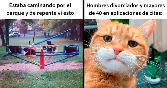 20 De las mejores publicaciones, bromas y memes sobre gatos