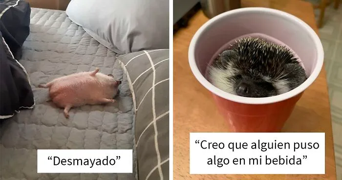 40 Imágenes de la vida diaria de los erizos domésticos, desde sus aventuras en el jardín hasta las caricias en la panza