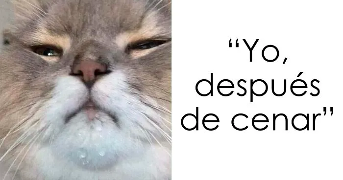 45 Divertidas fotos de gatos del Instagram “Cat_virus.exe”