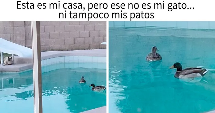 40 De los mejores momentos “Esta es mi casa, pero este no es mi gato” que les hayan ocurrido a humanos (nuevas fotos)