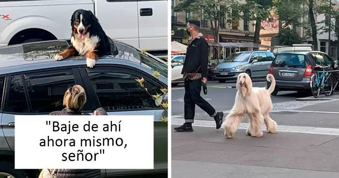 50 razones por las que 'Dogspotting' es probablemente el grupo más puro de Facebook (nuevas fotos)