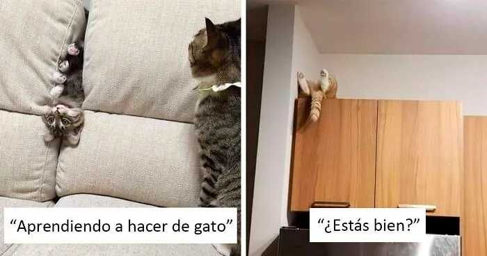 40 Gatos tontorrones captados por las cámaras