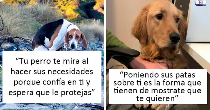 10 Datos y mitos sobre los perros que todos los dueños deberían conocer, por "Knowledgesaurus"