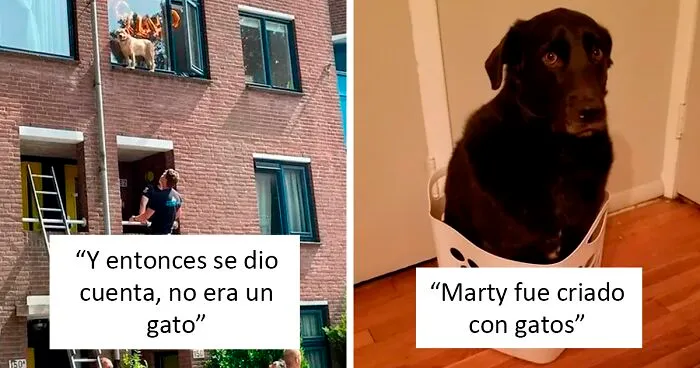 50 Perros que olvidaron cómo ser perros, pero que definitivamente saben cómo ser gatos (nuevas fotos)