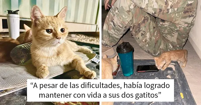 Sargento Bigotes: esta gata y sus 2 gatitos reconfortaron a los soldados mientras estaban en una misión