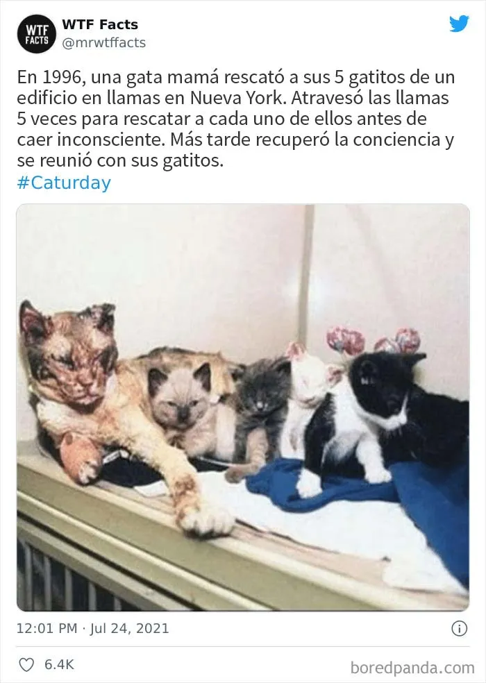 Esta cuenta de Twitter publica datos interesantes arbitrarios, y aquí hay 20 de los mejores (nuevas imágenes)