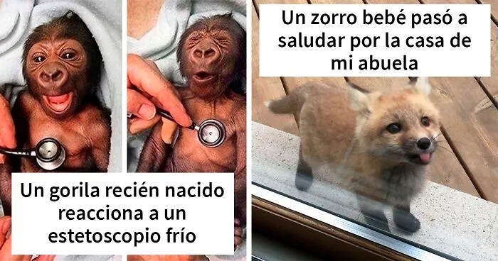 40 Adorables crías de animales que mejorarán tu día