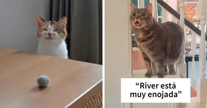 50 Dueños de gatos que quedaron fascinados con sus “dientecitos” (nuevas imágenes)