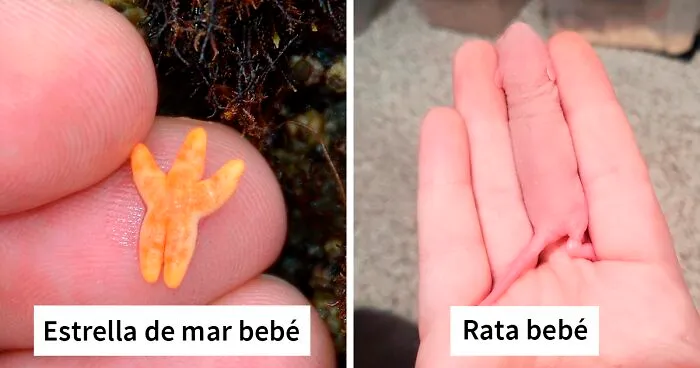 50 Adorables fotos de animalitos posando sobre dedos