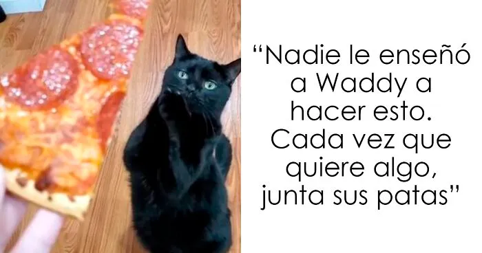 Este gato se hizo viral porque aprendió a pedir de una forma que derrite el corazón de la gente