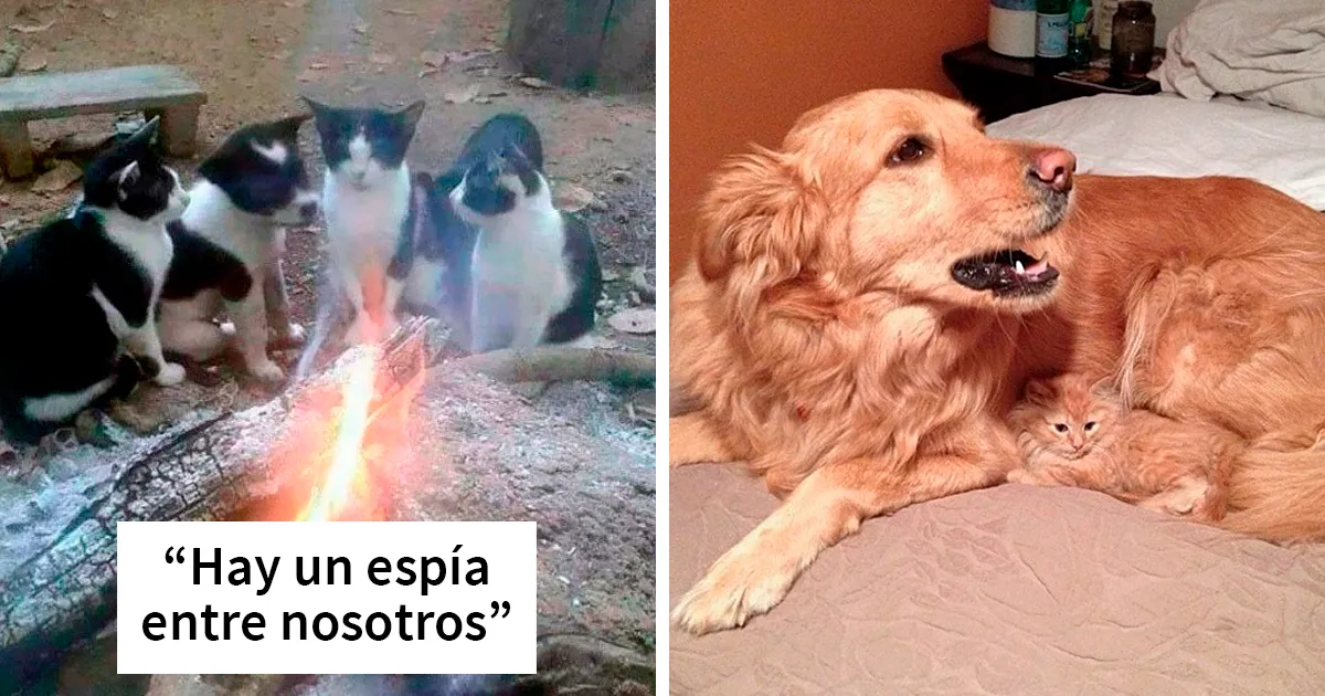 50 Animales adorables que tienen hermanos de madres diferentes
